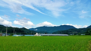 八代の田んぼ